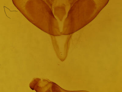 genitalia view of adult Harrisimemna trisignata