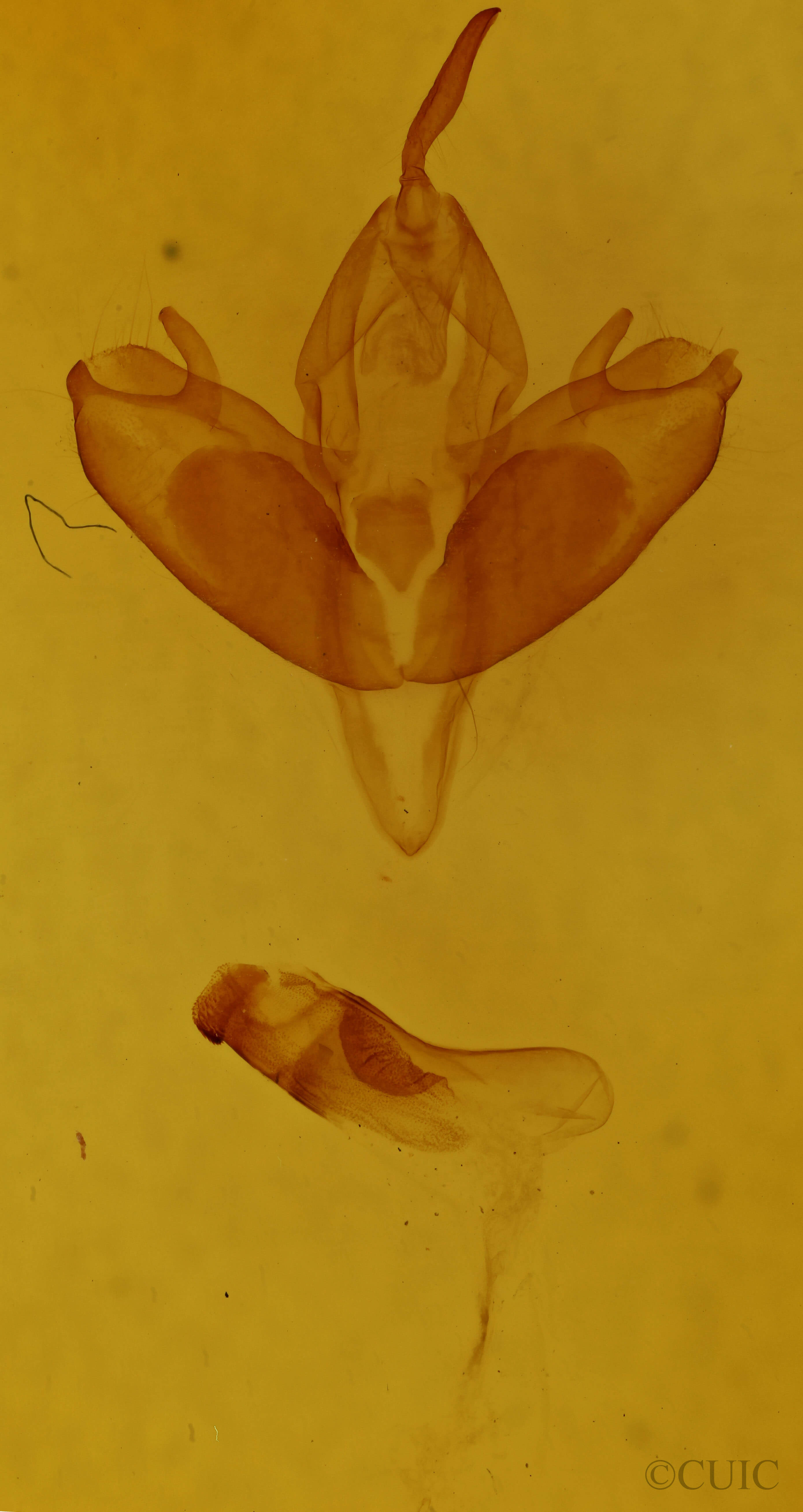 genitalia view of adult Harrisimemna trisignata