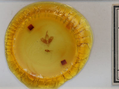 slide view of adult Harrisimemna trisignata