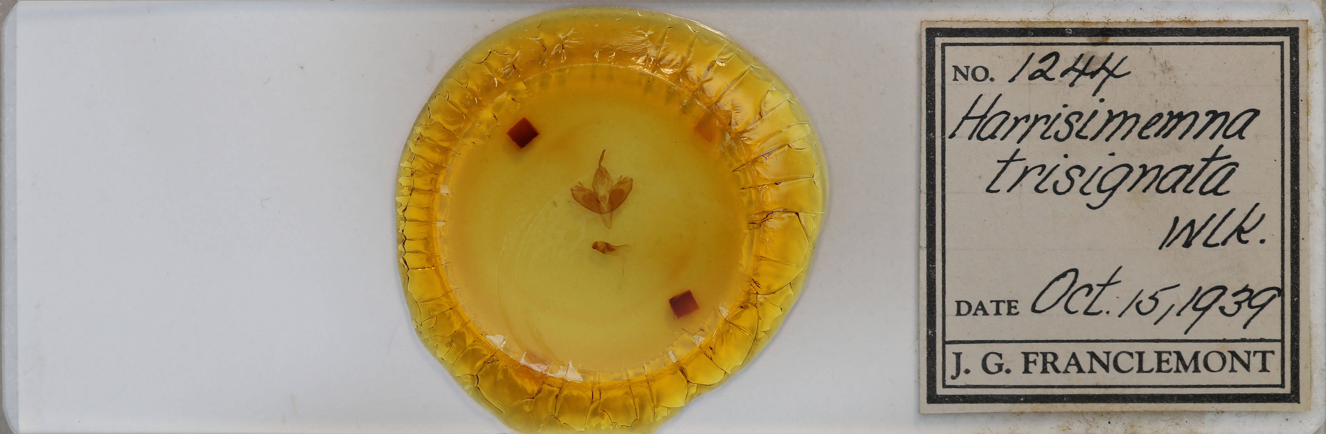 slide view of adult Harrisimemna trisignata