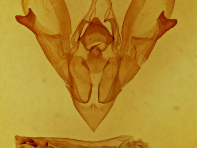 genitalia view of adult Hemicephalis agenoria
