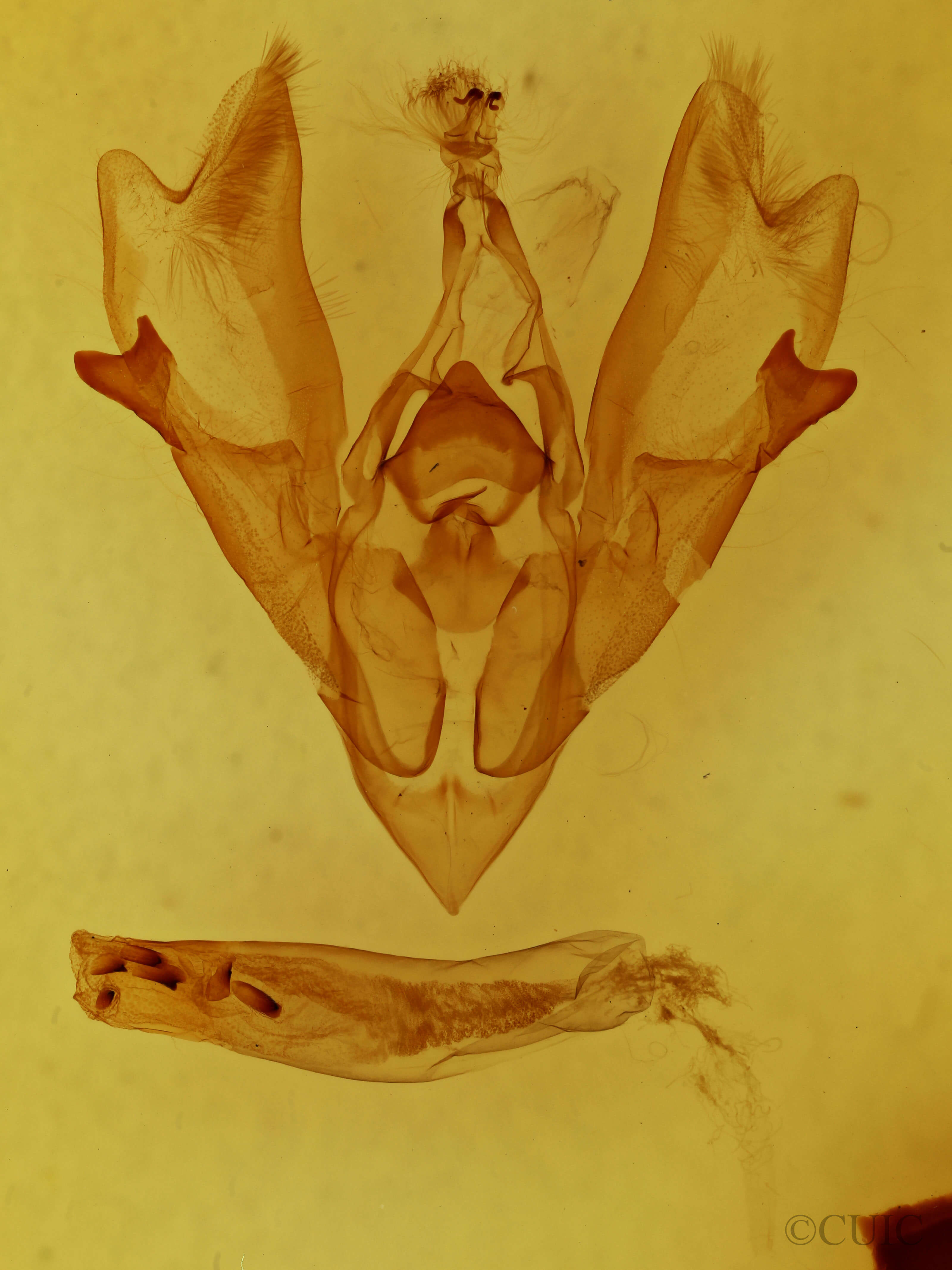 genitalia view of adult Hemicephalis agenoria
