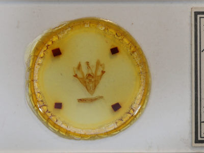 slide view of adult Hemicephalis agenoria