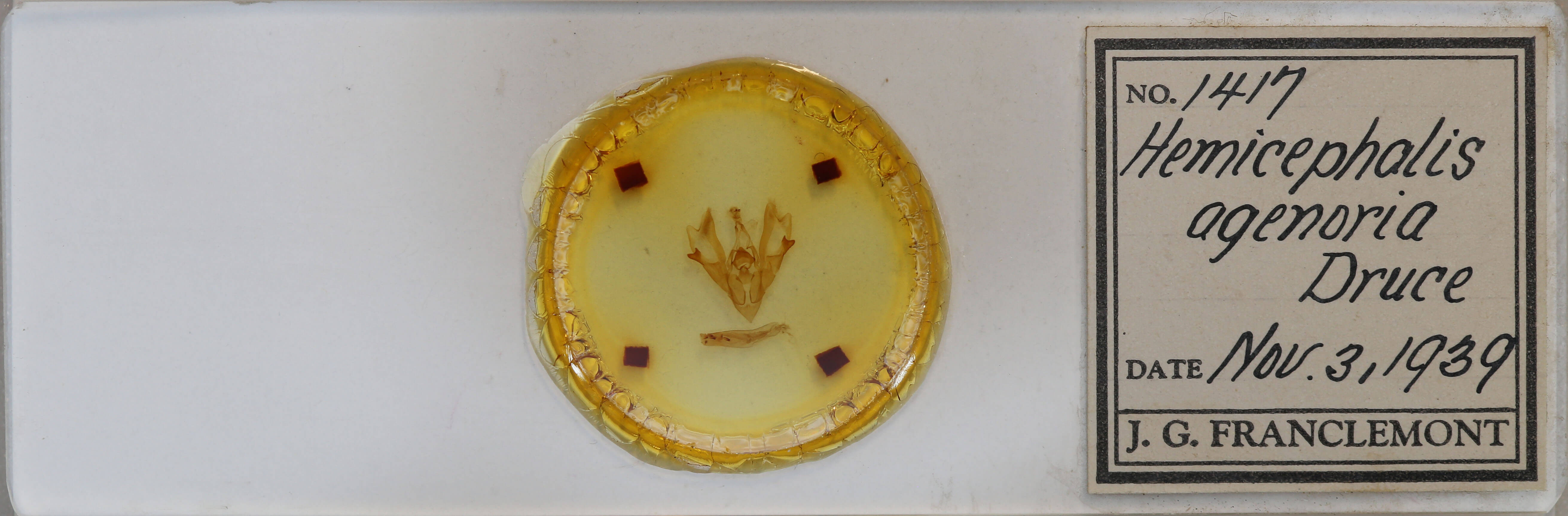 slide view of adult Hemicephalis agenoria