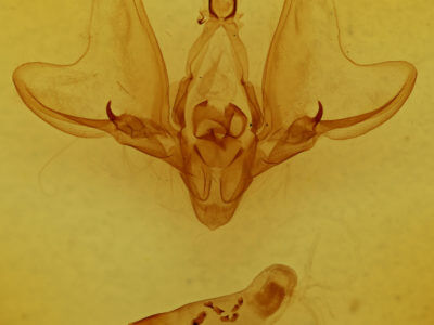 genitalia view of adult Hemicephalis alesa