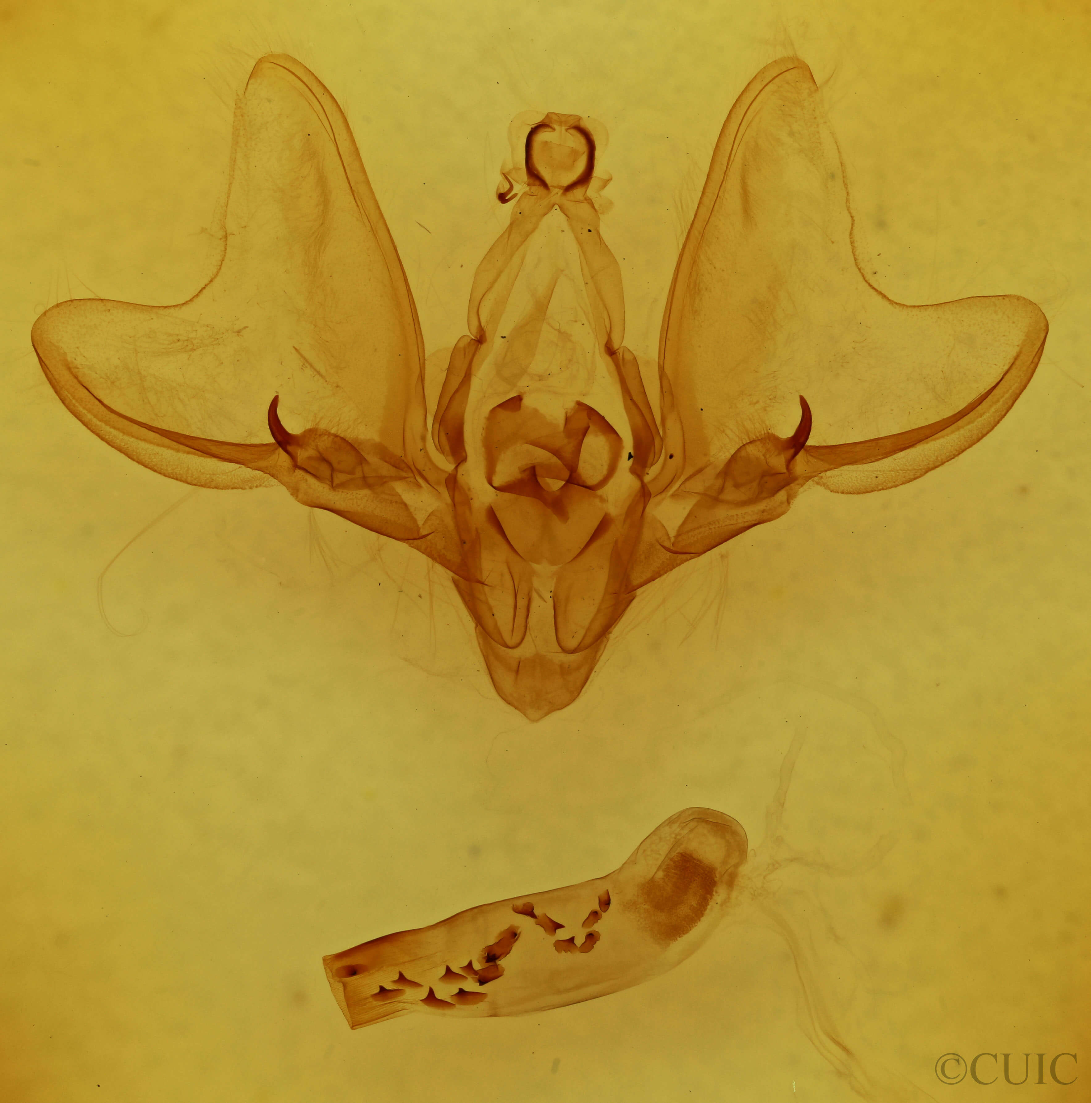 genitalia view of adult Hemicephalis alesa