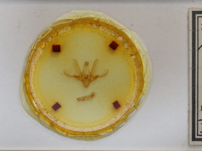 slide view of adult Hemicephalis alesa