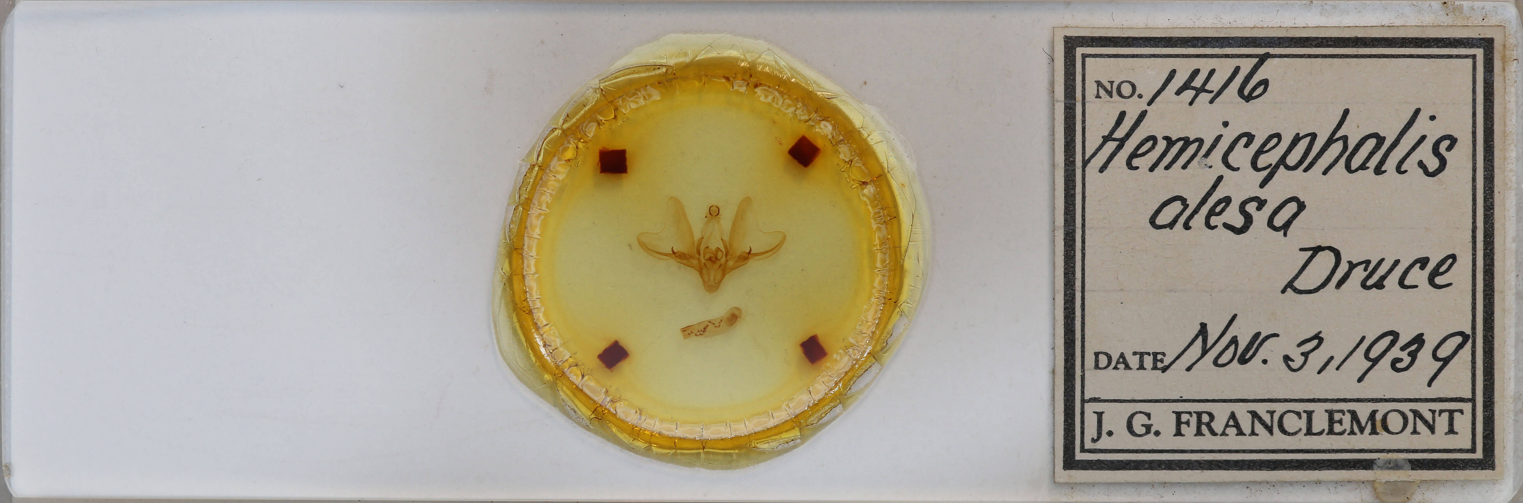 slide view of adult Hemicephalis alesa