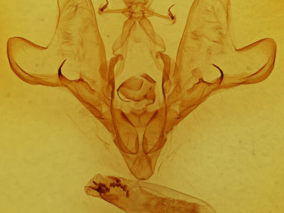 genitalia view of adult Hemicephalis paulina