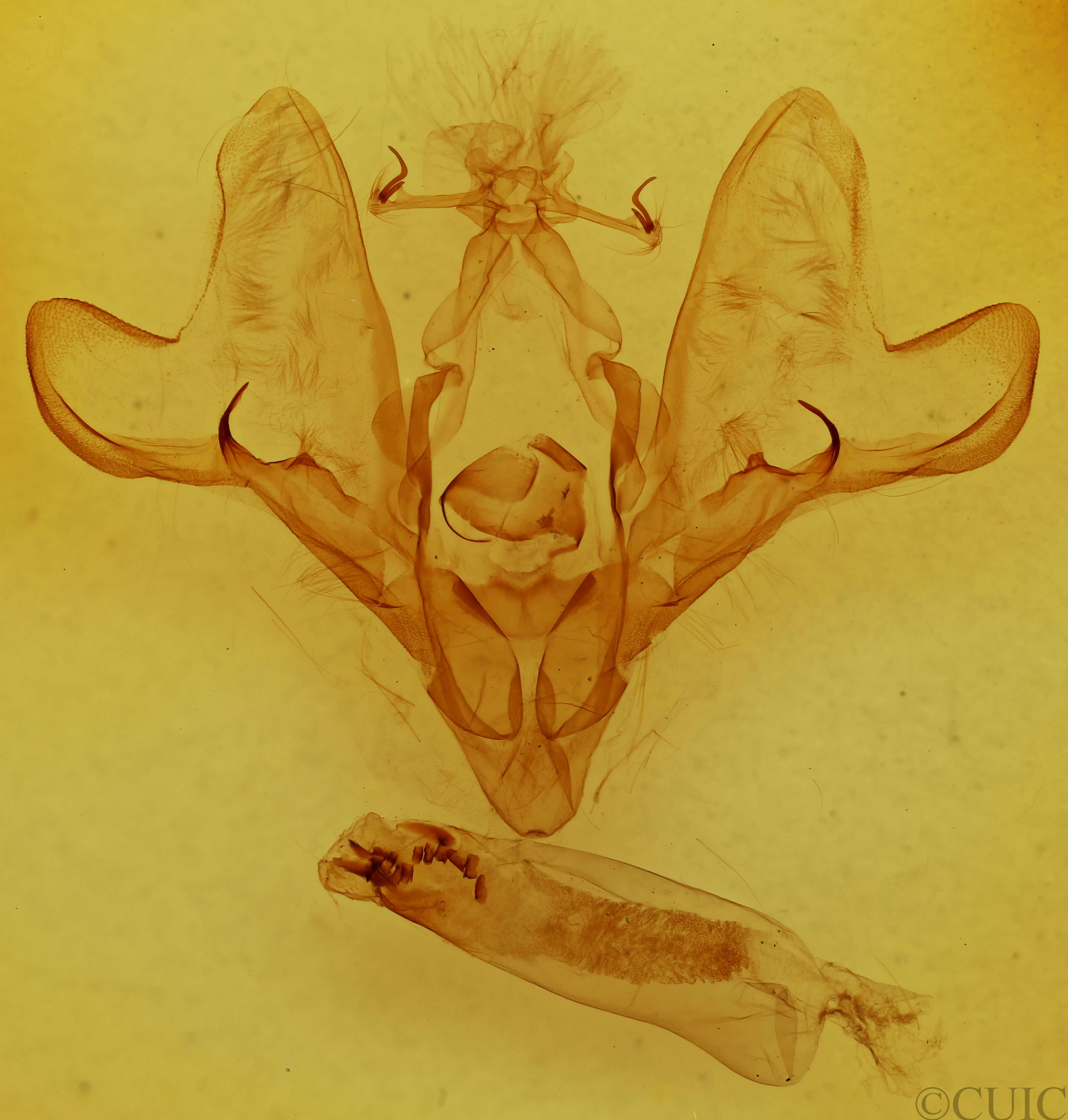 genitalia view of adult Hemicephalis paulina