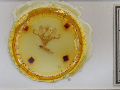 slide view of adult Hemicephalis paulina