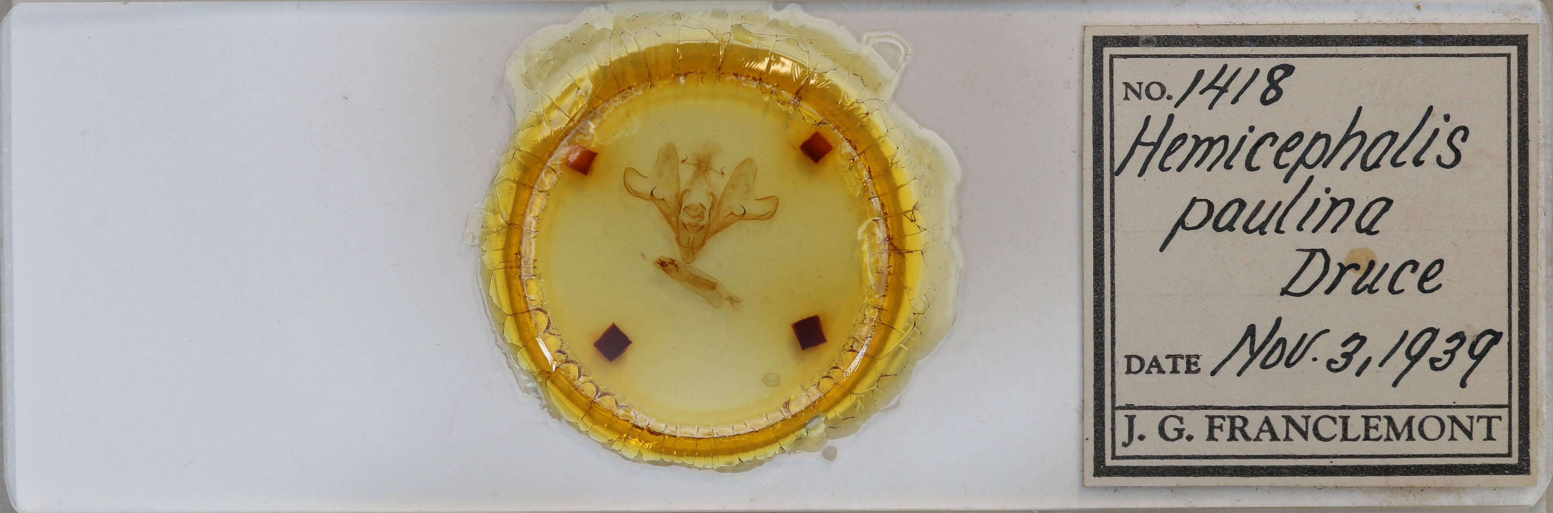 slide view of adult Hemicephalis paulina