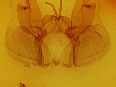 genitalia view of adult Hemiceras sabis