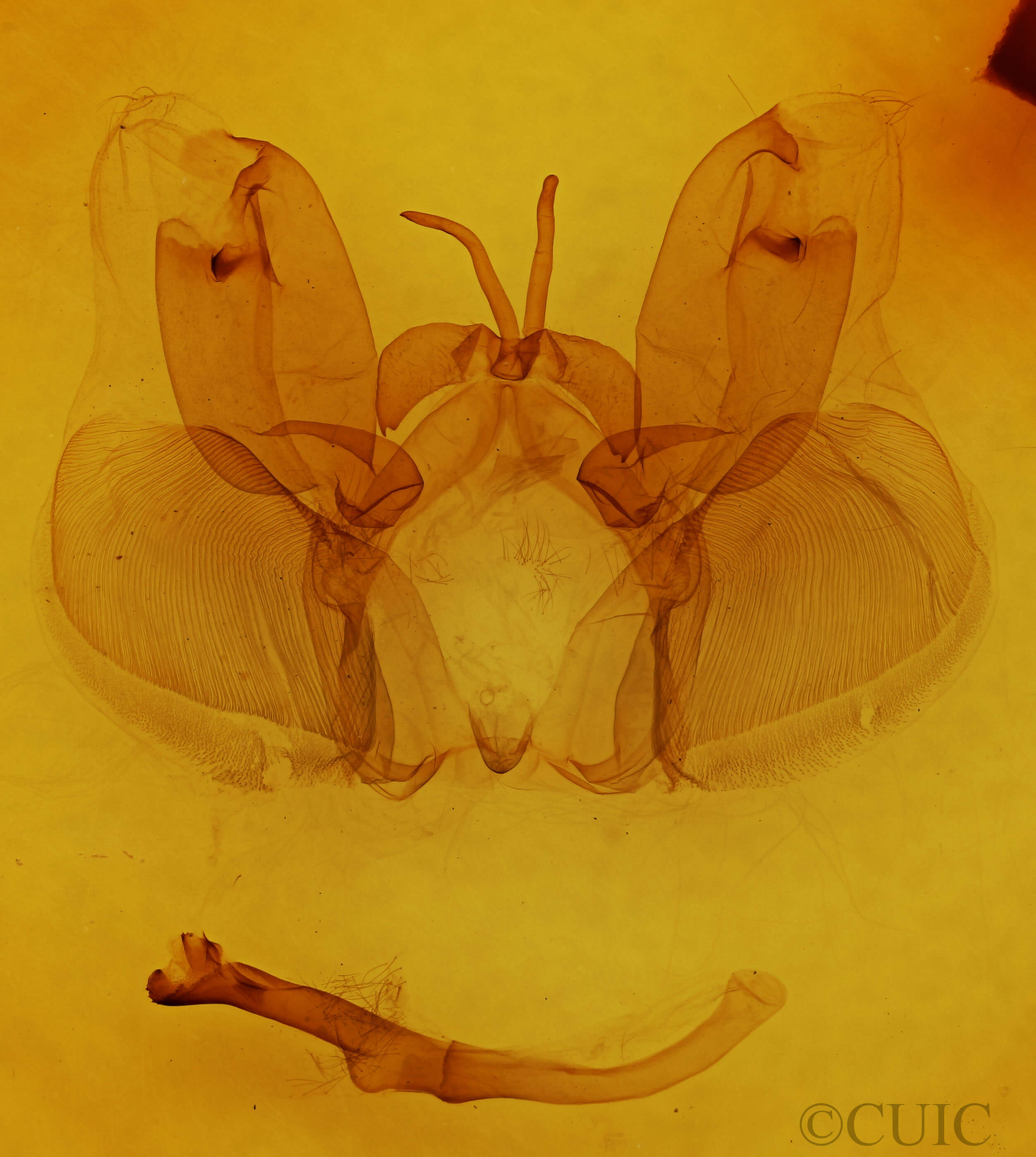 genitalia view of adult Hemiceras sabis