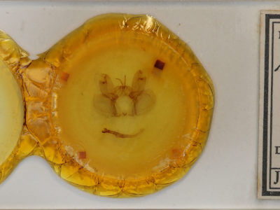 slide view of adult Hemiceras sabis