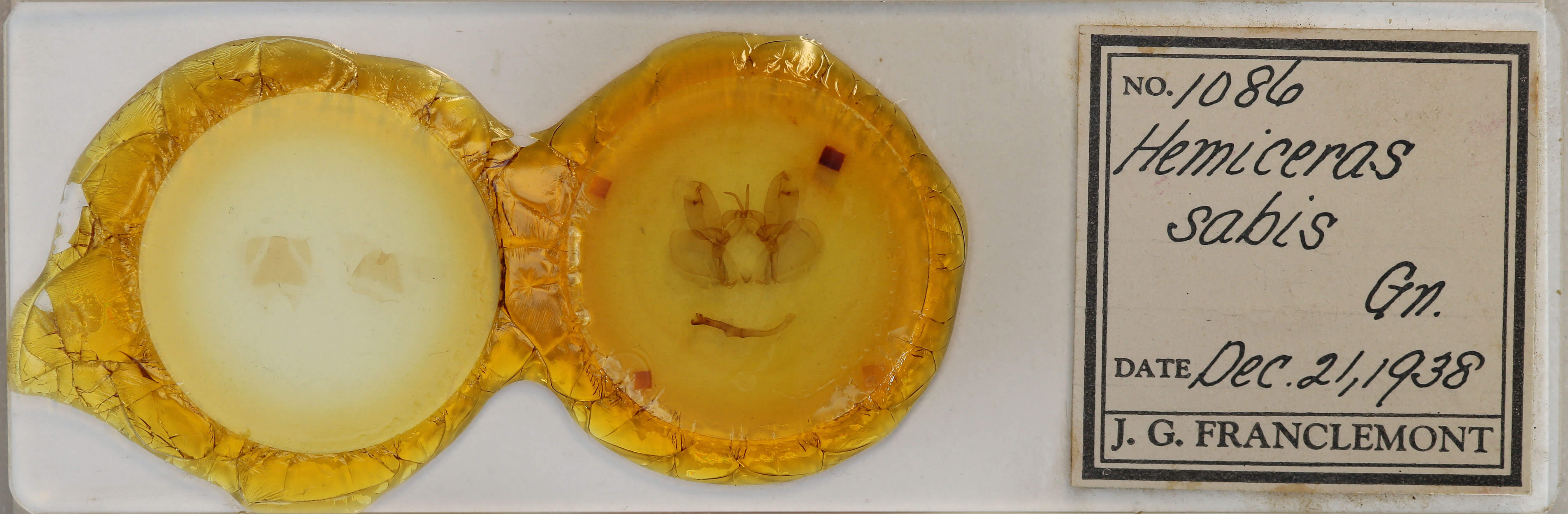 slide view of adult Hemiceras sabis