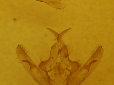 genitalia view of adult Hillia iris
