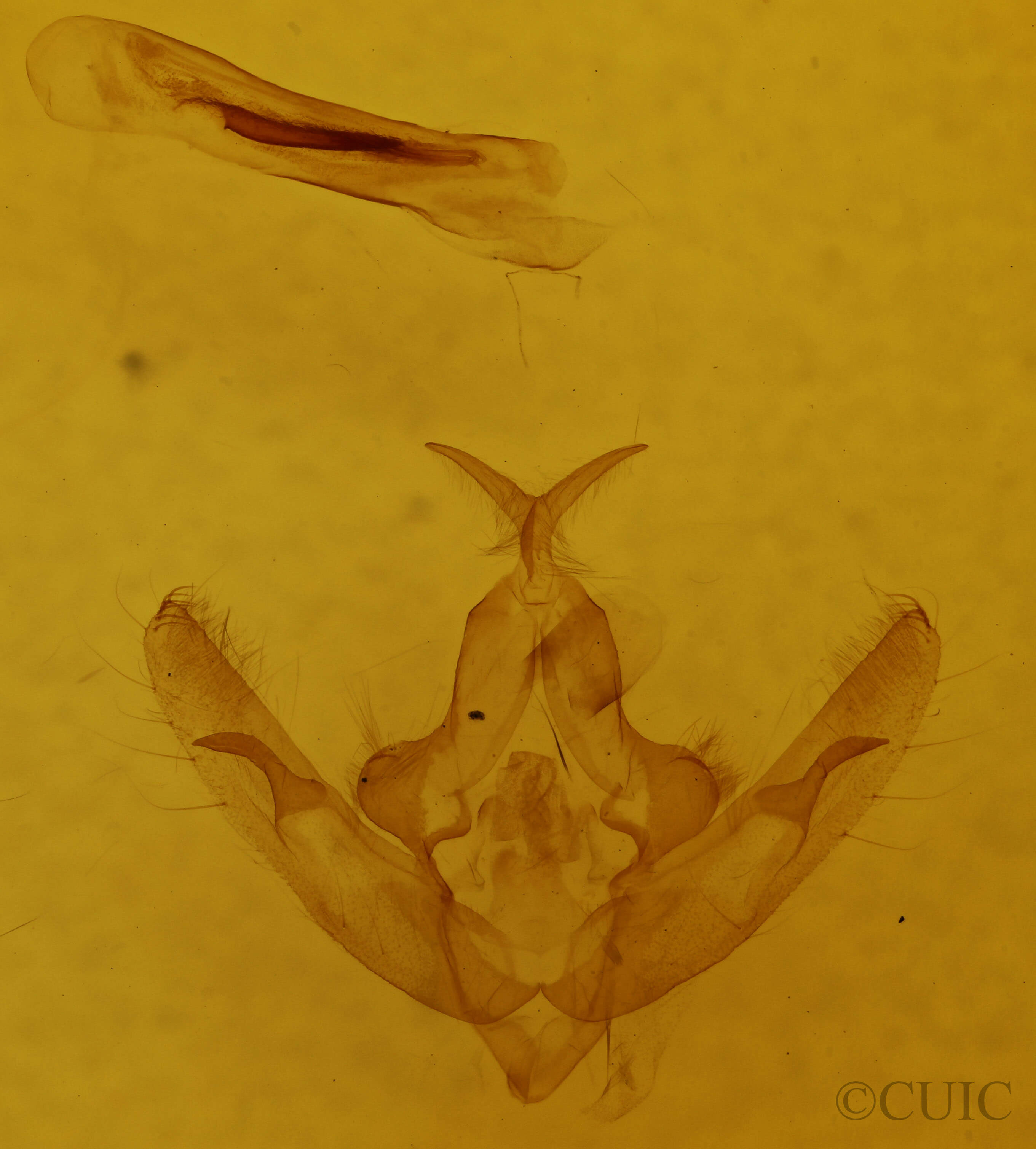 genitalia view of adult Hillia iris
