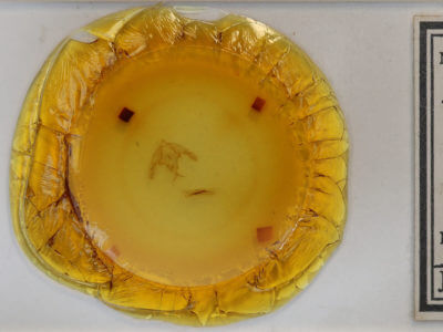 slide view of adult Hillia iris