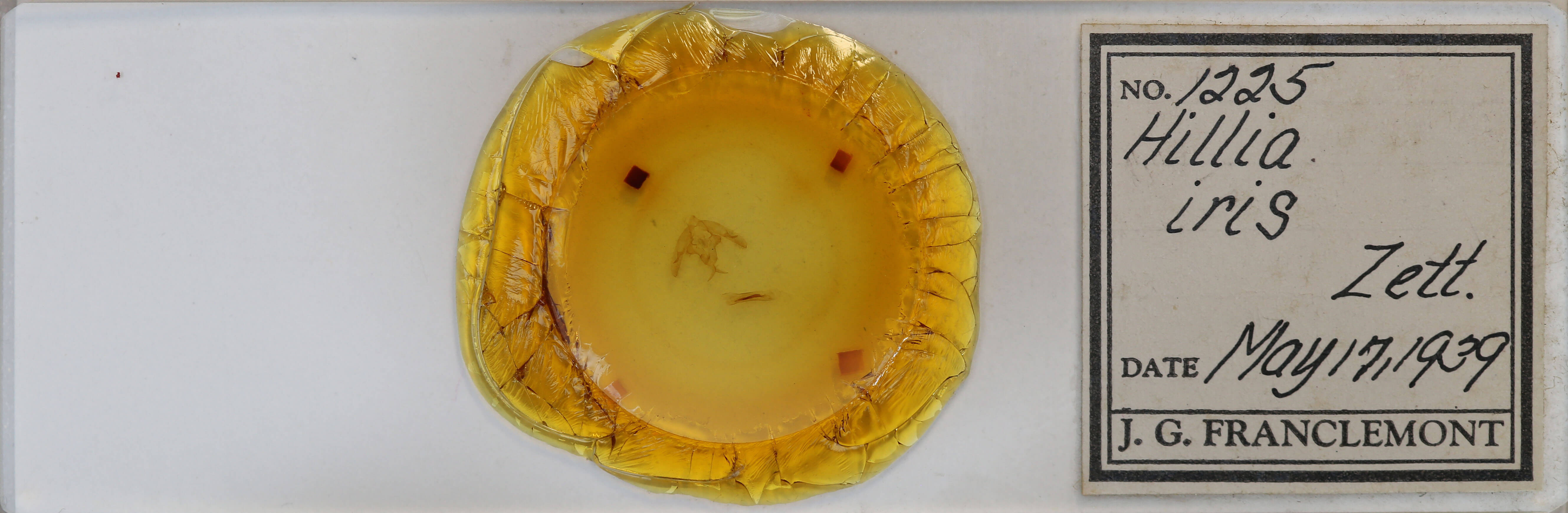 slide view of adult Hillia iris