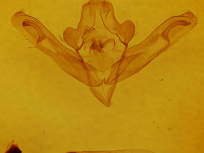genitalia view of adult Hillia maida