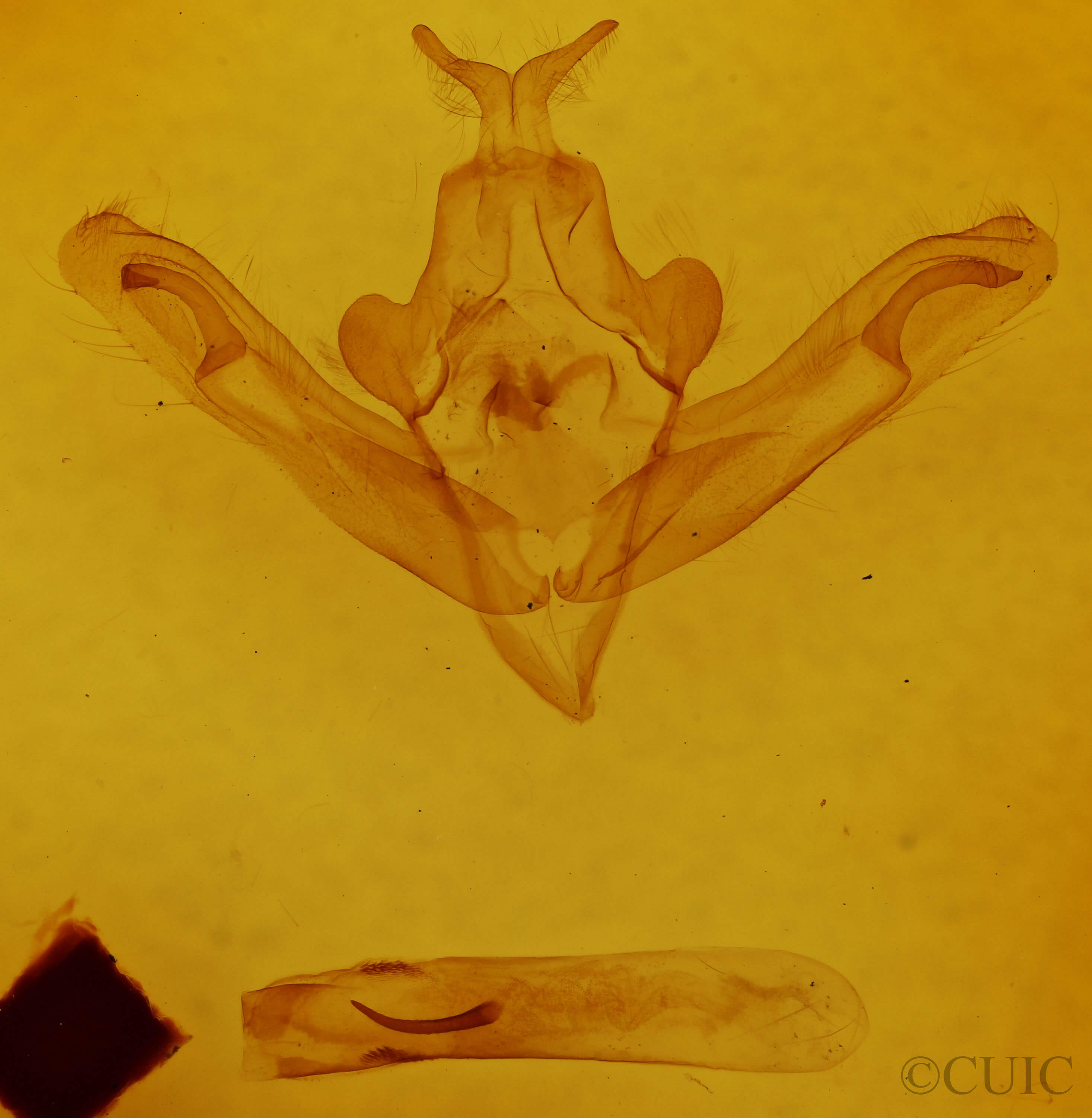 genitalia view of adult Hillia maida