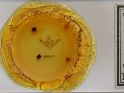 slide view of adult Hillia maida