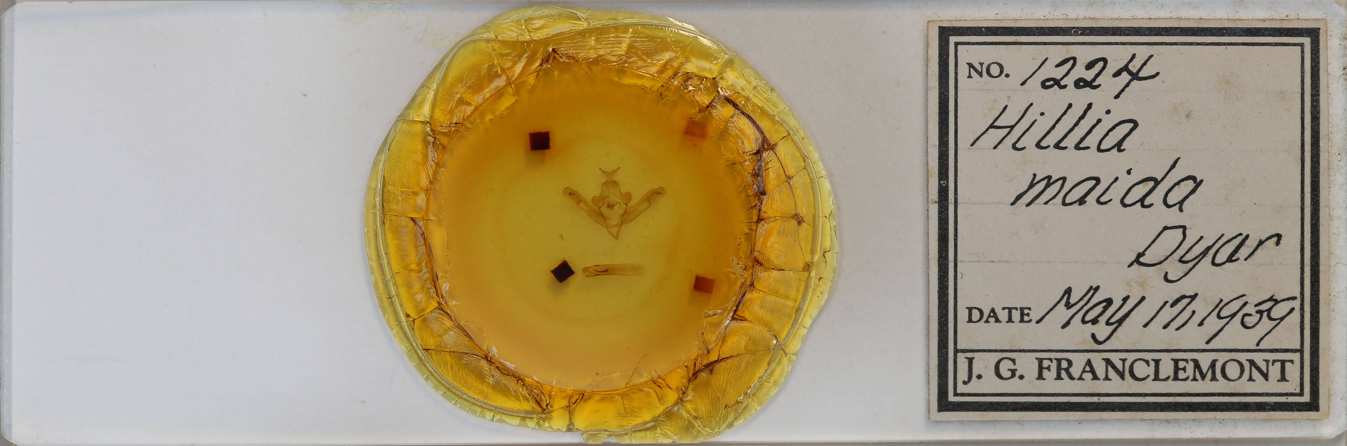 slide view of adult Hillia maida