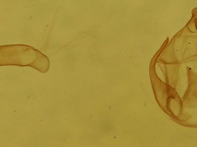 genitalia view of adult Virbia