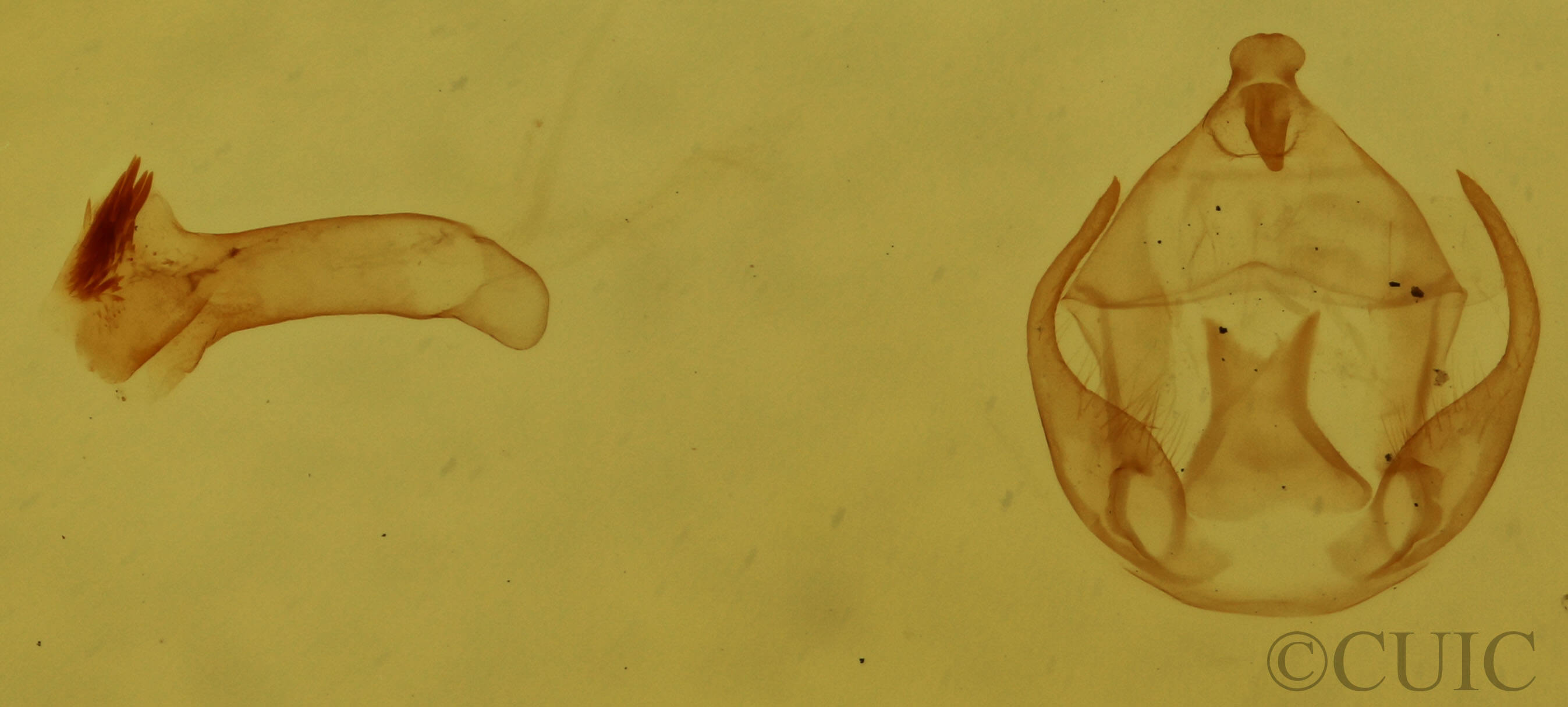 genitalia view of adult Virbia