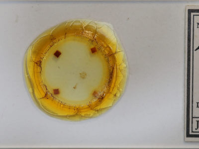 slide view of adult Virbia