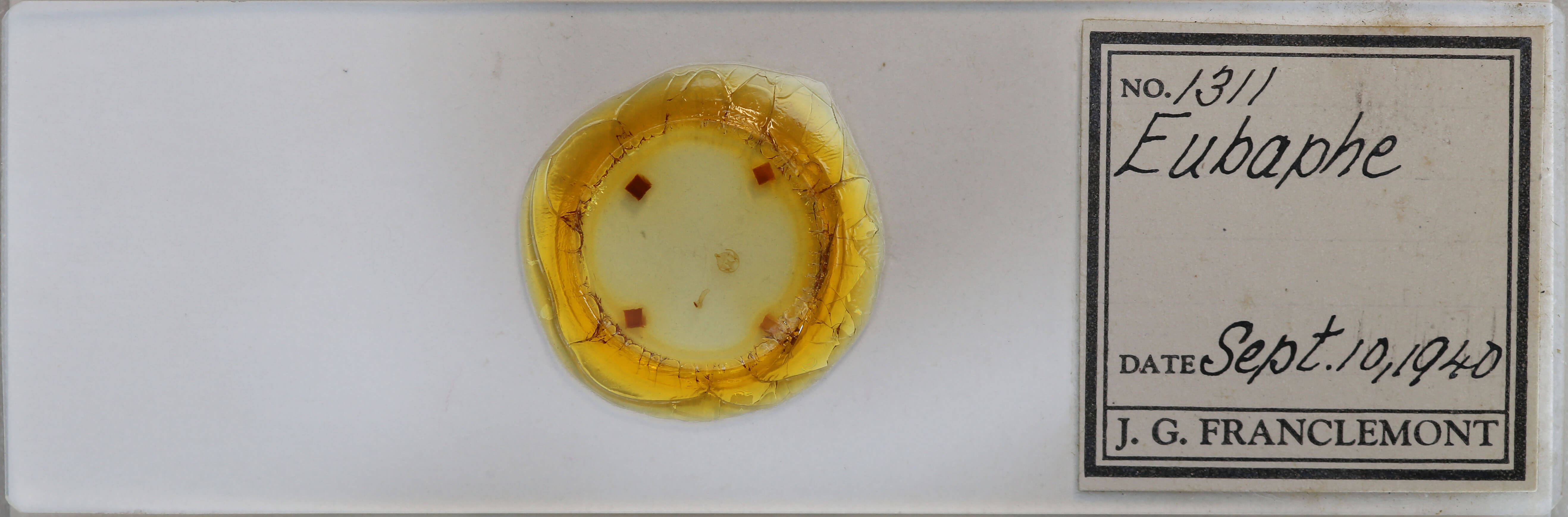 slide view of adult Virbia