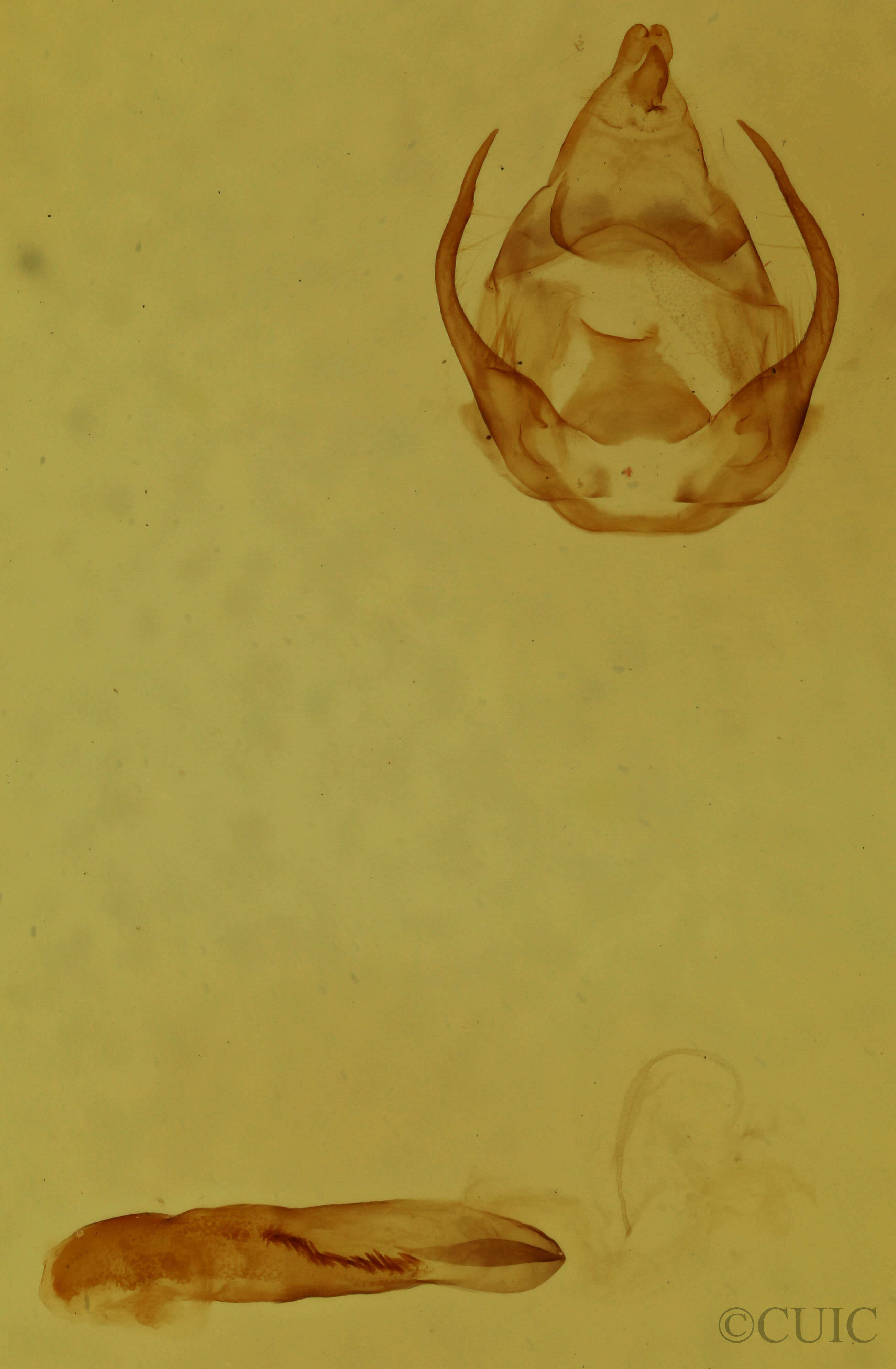 genitalia view of adult Virbia laeta