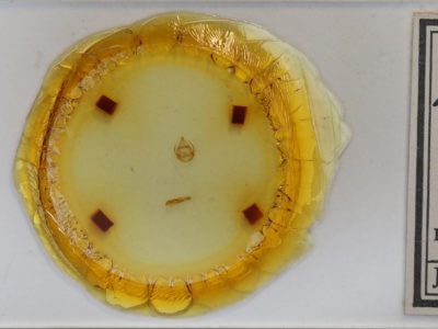 slide view of adult Virbia laeta