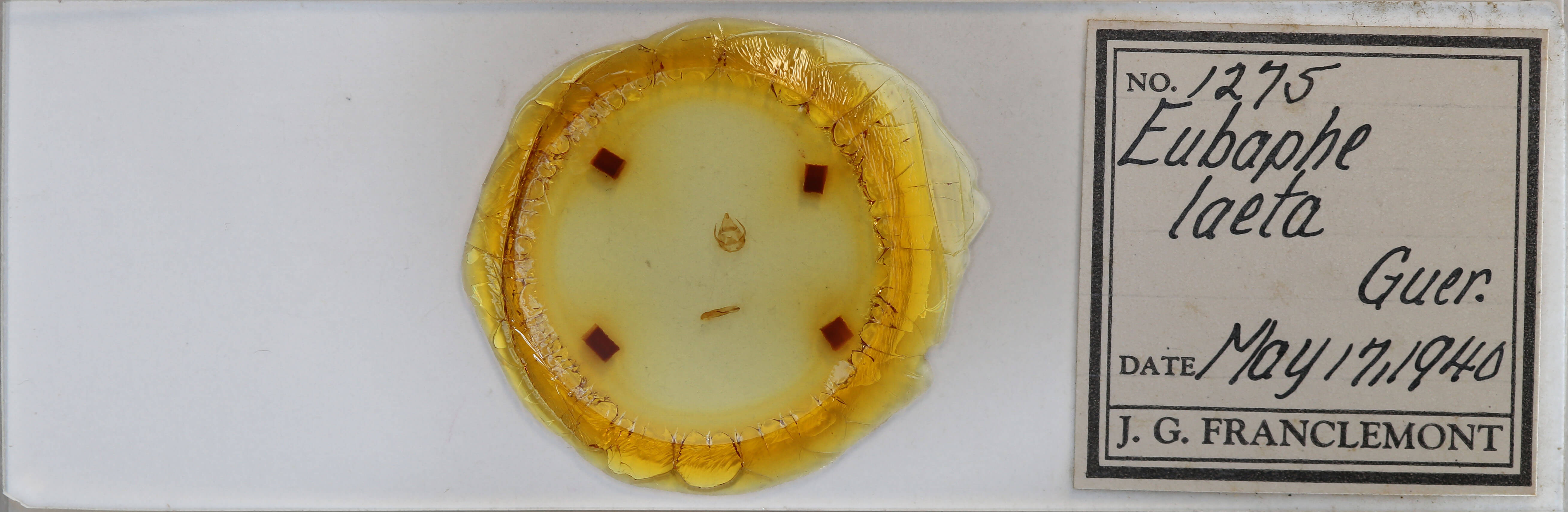 slide view of adult Virbia laeta