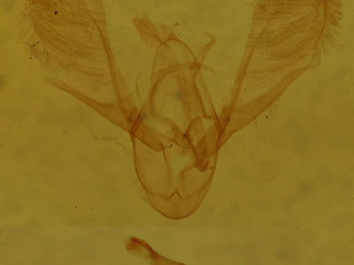 genitalia view of adult Hydrelia lucata