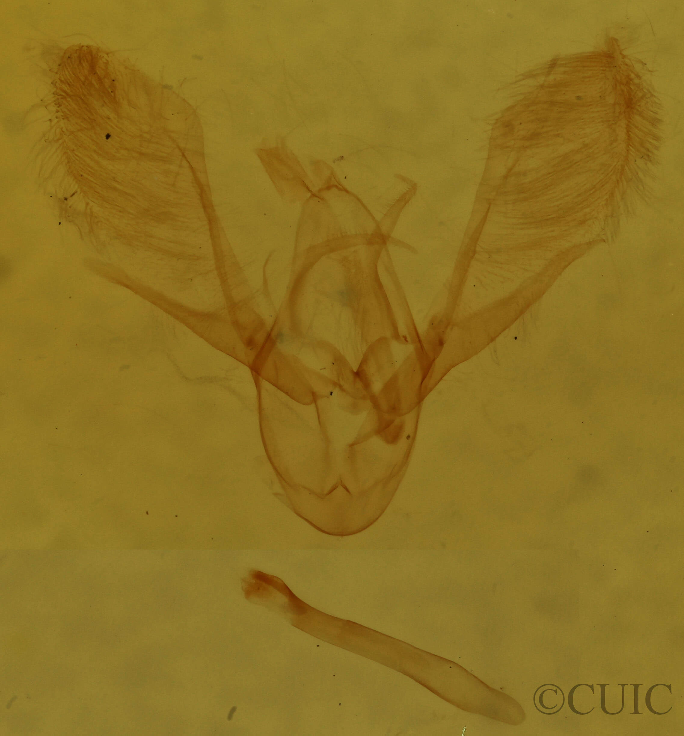 genitalia view of adult Hydrelia lucata