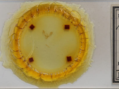 slide view of adult Hydrelia lucata