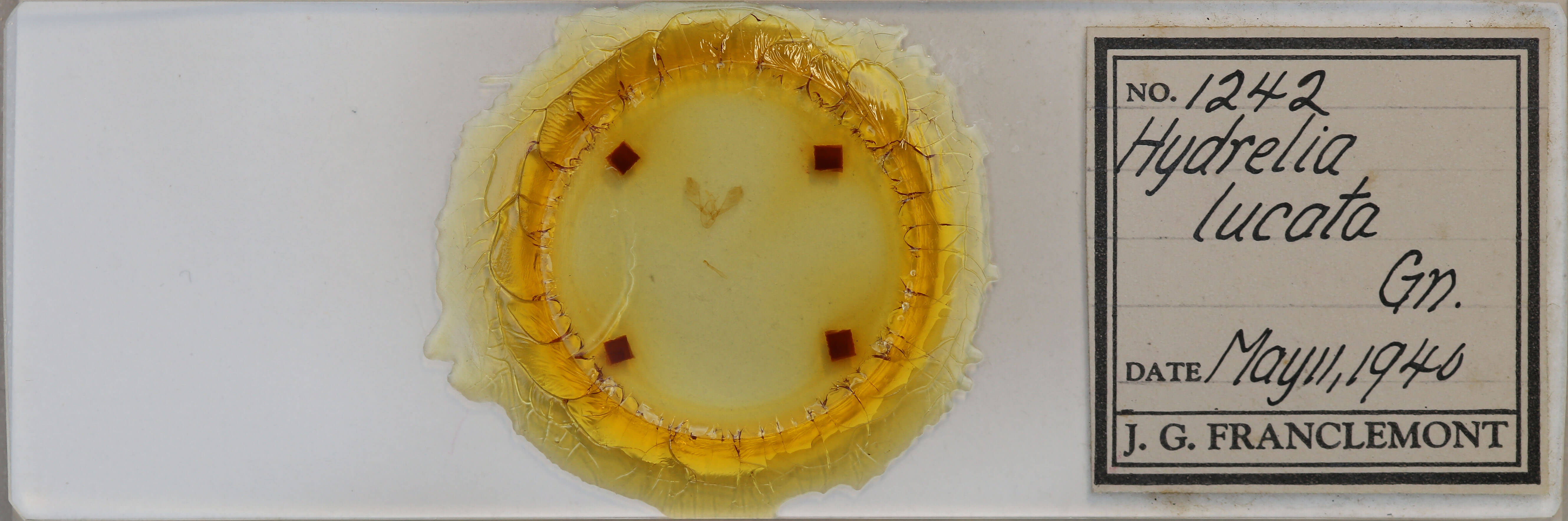 slide view of adult Hydrelia lucata