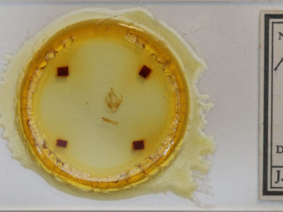 slide view of adult Hyphantria cunea