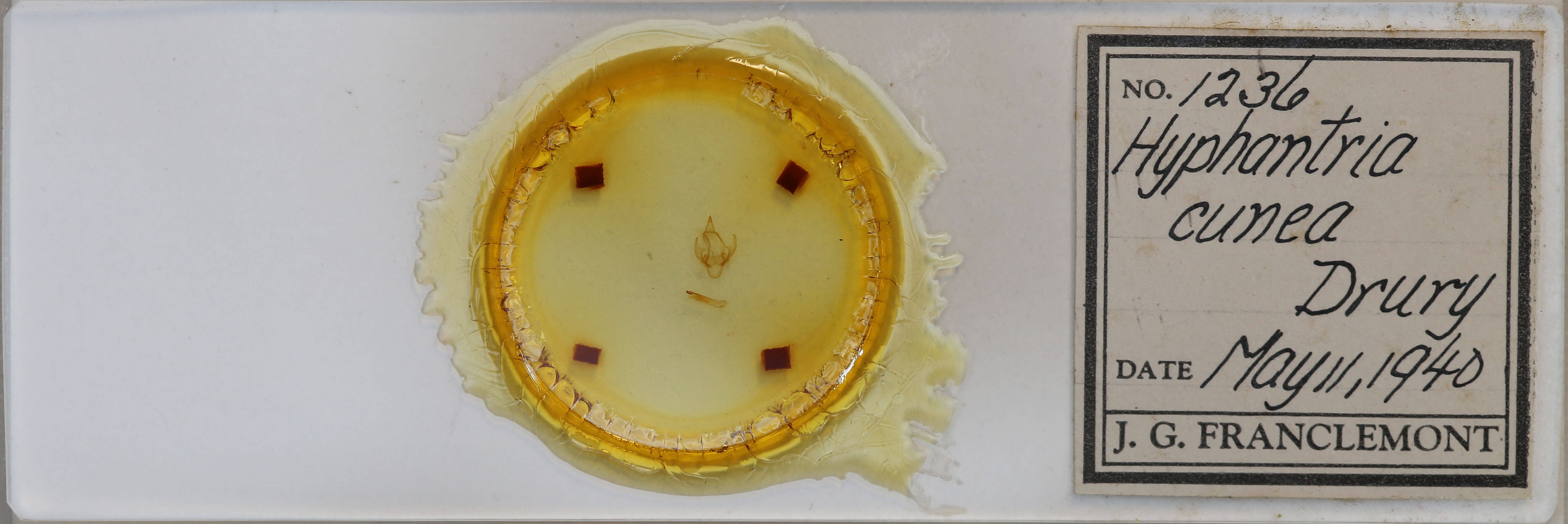 slide view of adult Hyphantria cunea