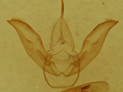 genitalia view of adult Hypoprepia fucosa