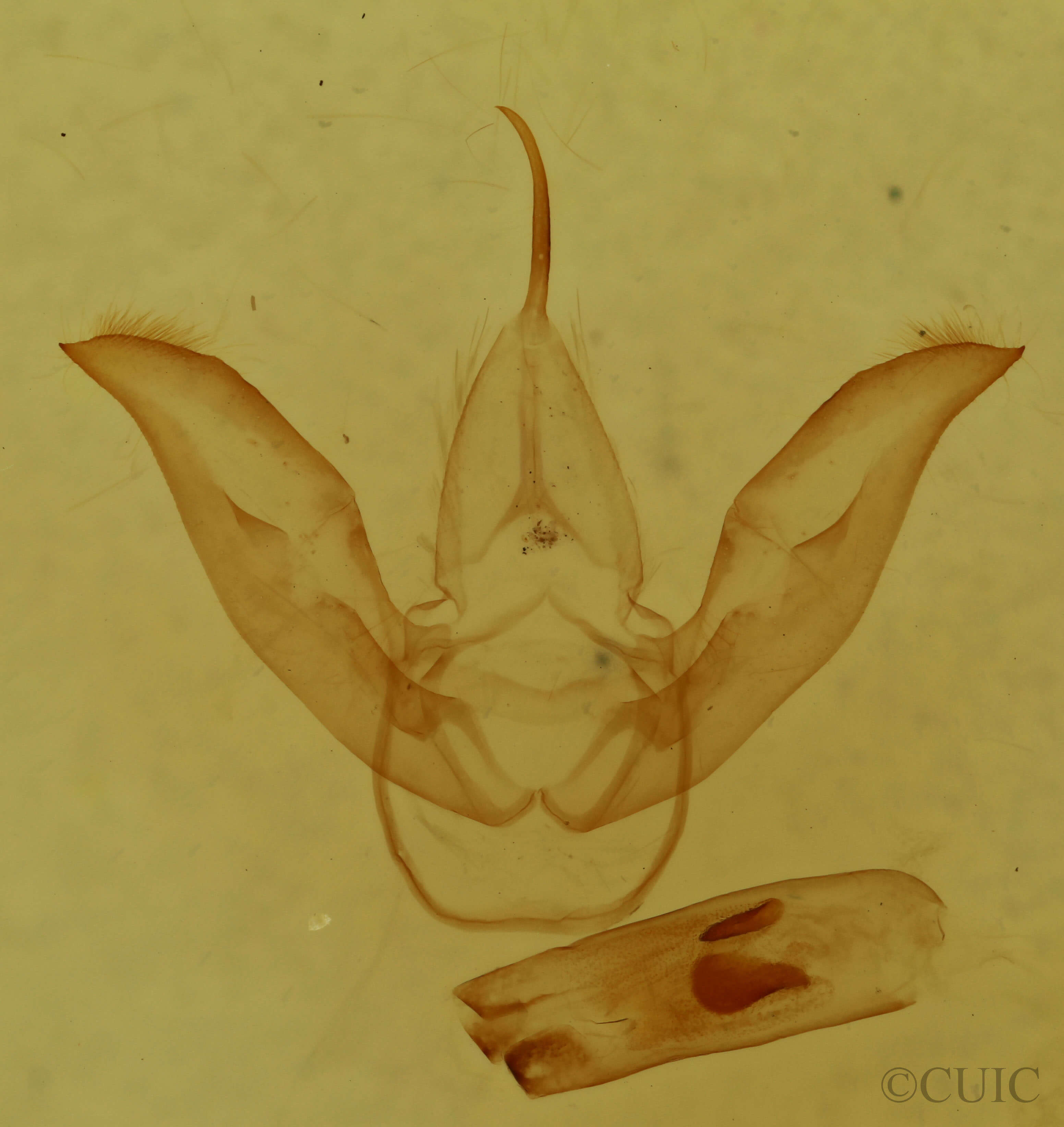 genitalia view of adult Hypoprepia fucosa