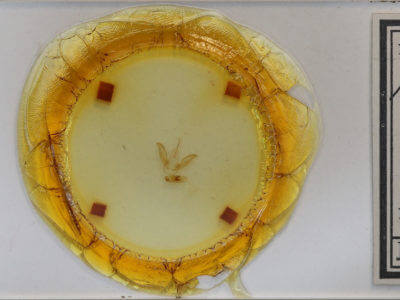 slide view of adult Hypoprepia fucosa