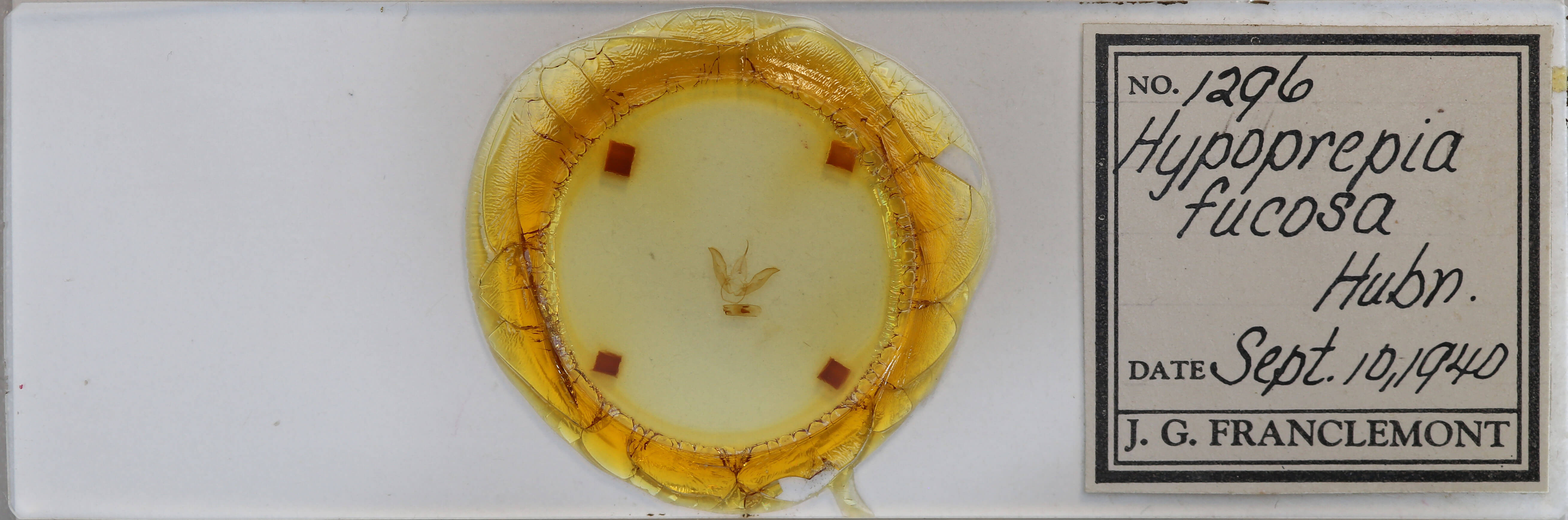 slide view of adult Hypoprepia fucosa