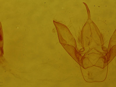 genitalia view of adult Hypoprepia miniata