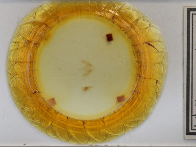 slide view of adult Hypoprepia miniata