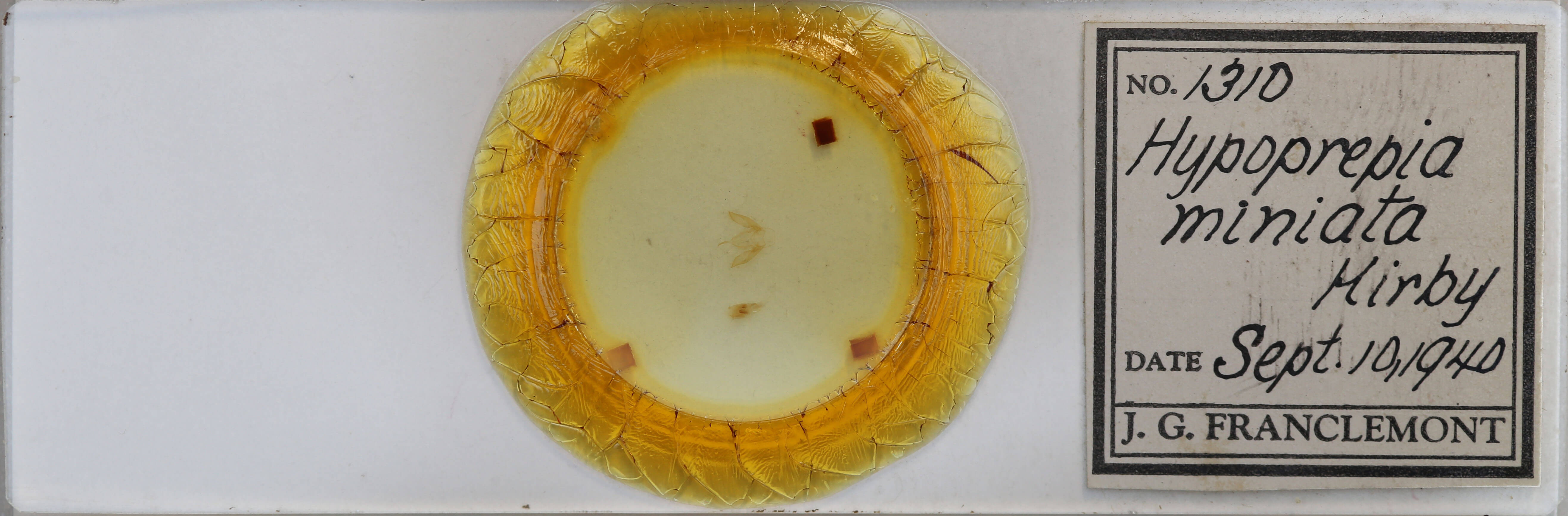 slide view of adult Hypoprepia miniata