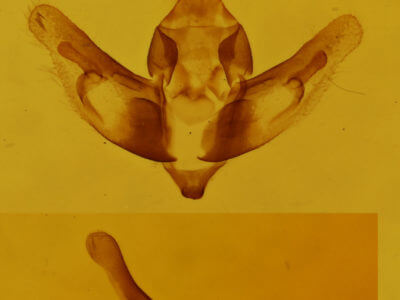 genitalia view of adult Hypsophila jugorum
