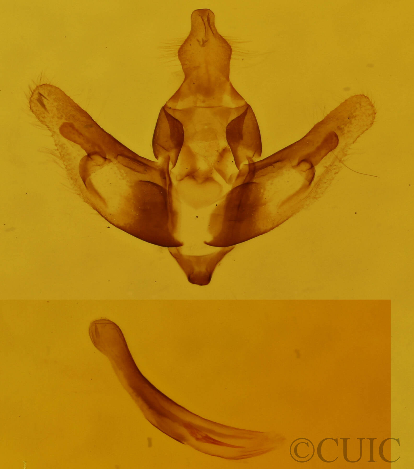 genitalia view of adult Hypsophila jugorum
